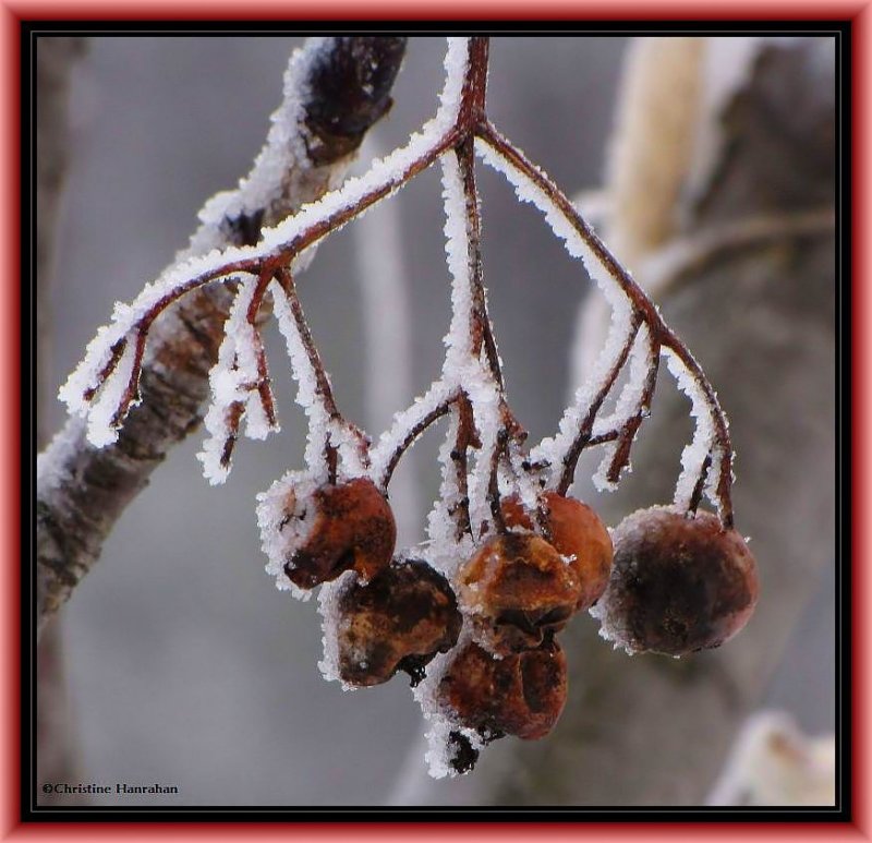 Mountain ash (<em>Sorbus</em> sp.)