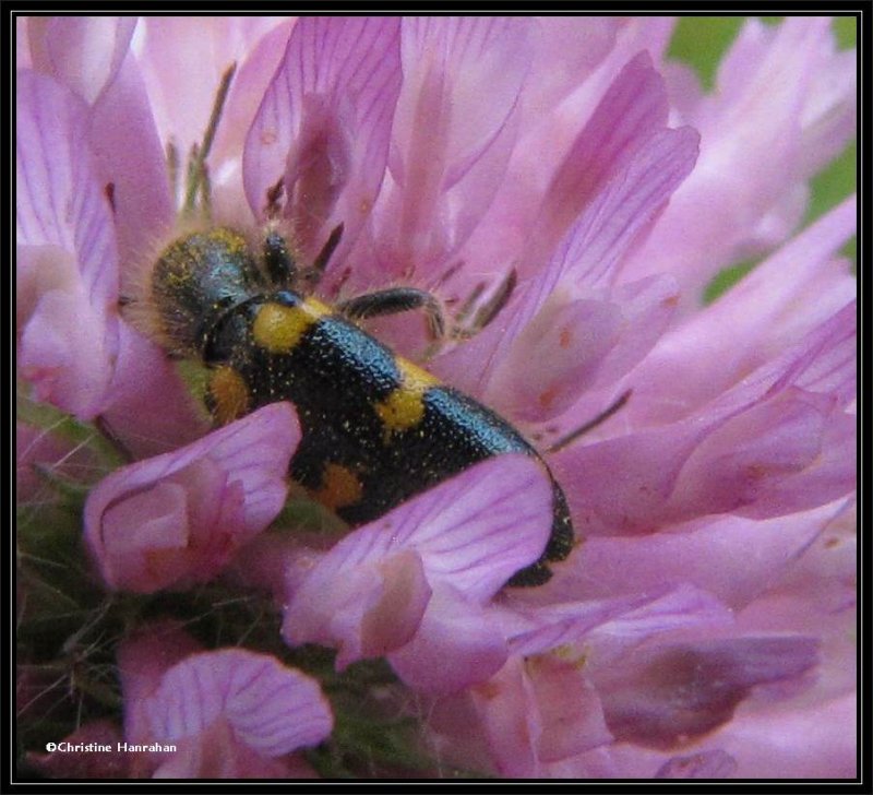 Checkered beetle (Trichodes nutalli) on Red Clover