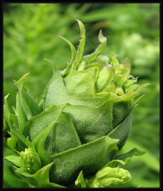 Bunch gall on a Tall Goldenrod