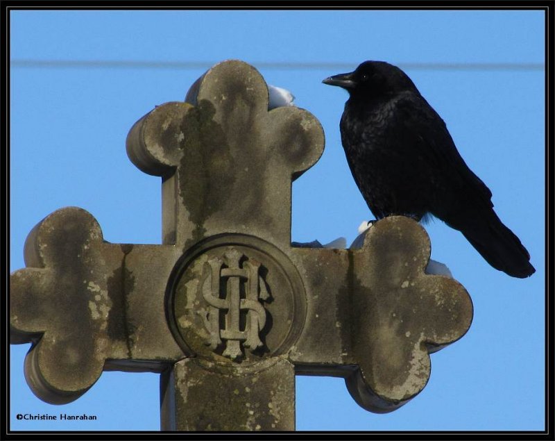 Crow on cross