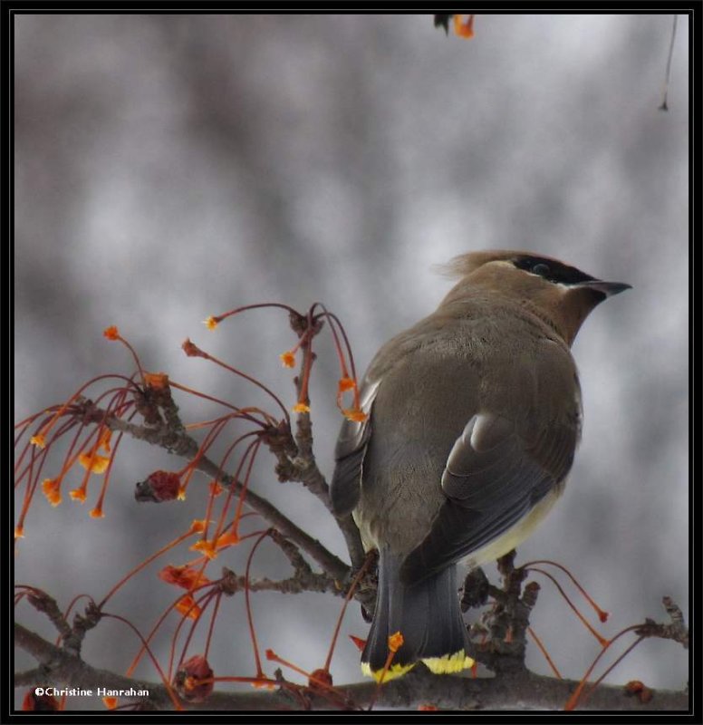 Cedar waxwing in crabapple tree