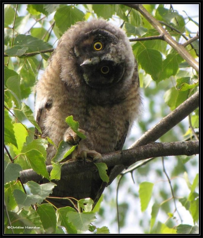 Long-eared owl, juvenile