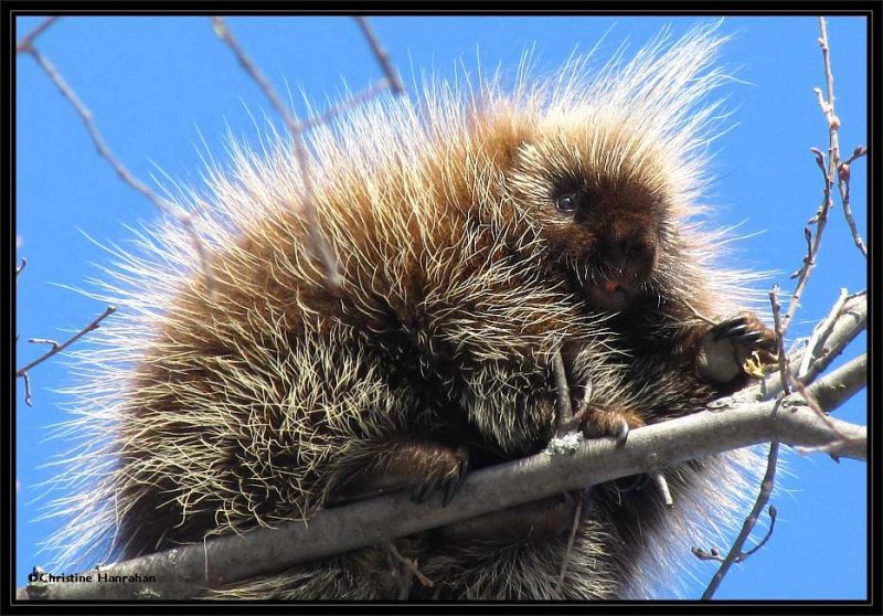 Porcupine