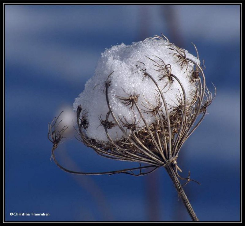 Queen Anne's Lace in winter