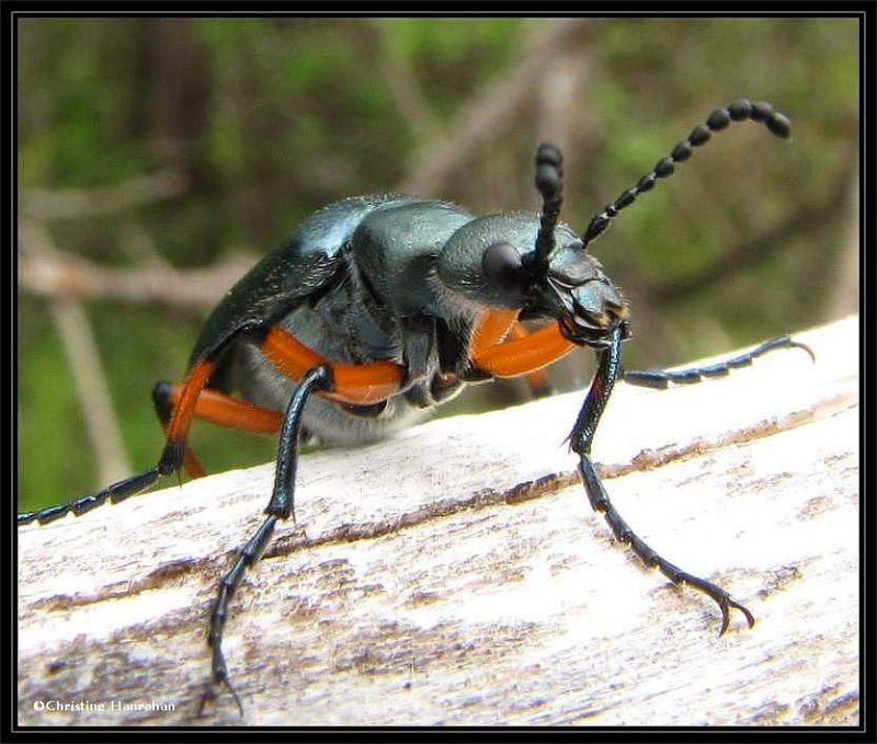 Green blister beetle (Lytta sayi)
