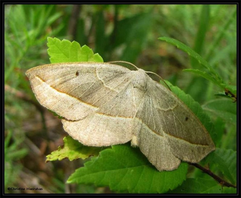 Hemlock looper (Lambdina fiscellaria), male,  #6888