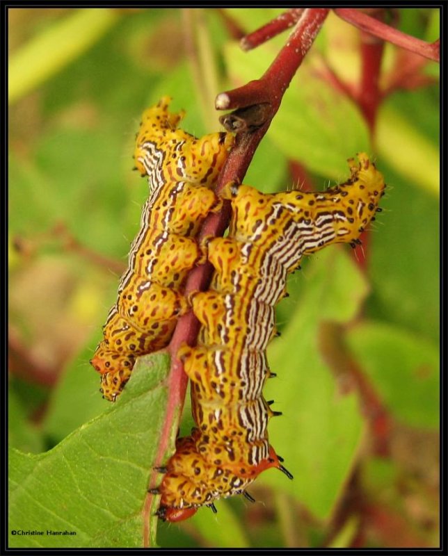 Red-humped caterpillars (Schizura concinna), #8010