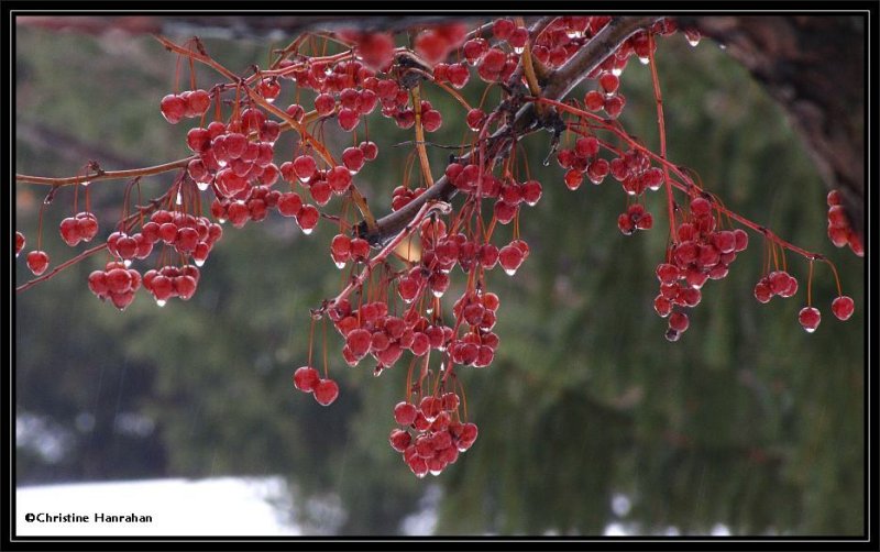 Crabapples in the rain