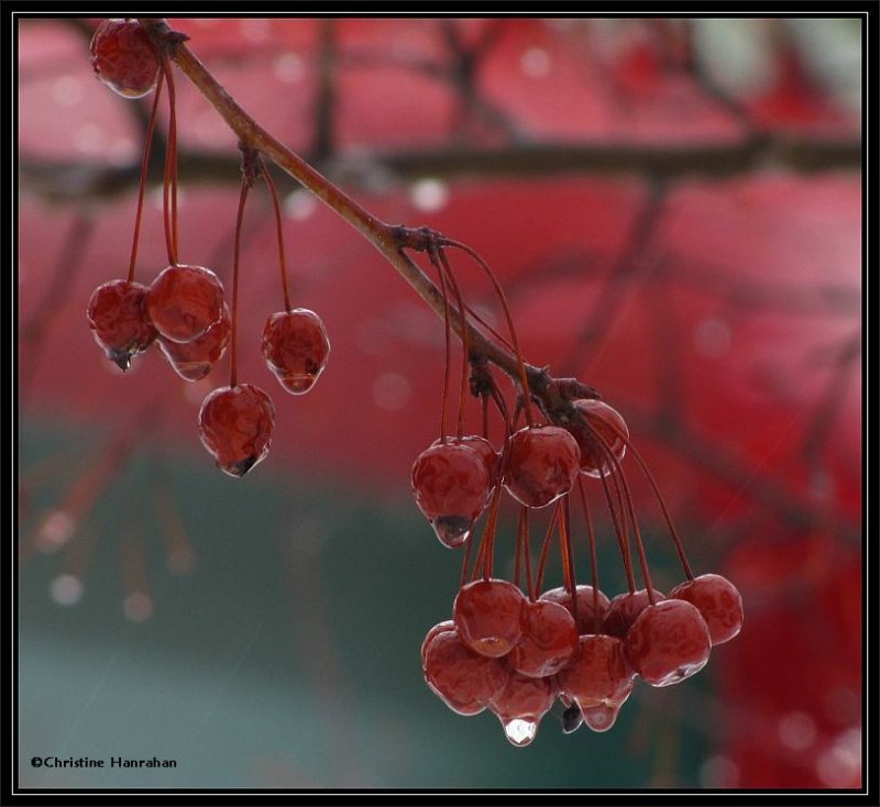 Crabapples in the rain 2