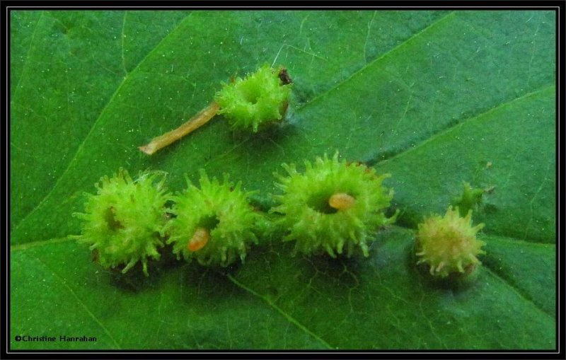 Galls with larvae on hawthorn leaf (Crataegus sp.)