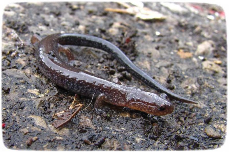 Eastern red-back salamander (Plethodon cinereus)