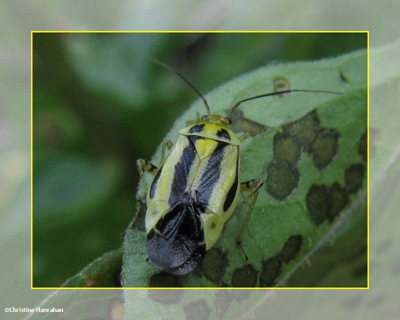 Four-lined plant bug (Poecilocapsus lineatus)