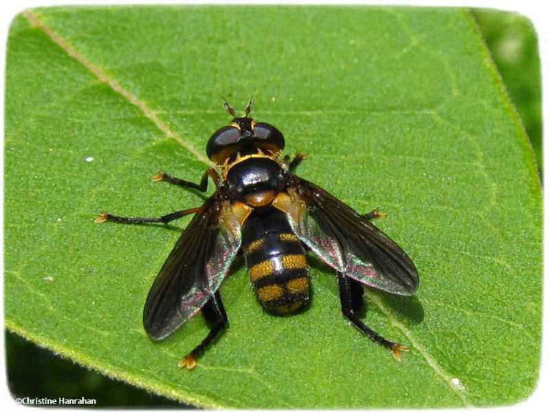 Parasitic Flies  (Family: Tachinidae)
