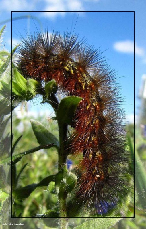Salt marsh caterpillar  (Estigmene acrea), #8131