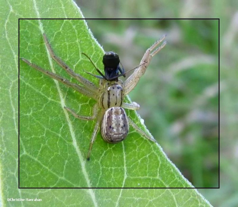 Ground crab spider (Xysticus luctans)