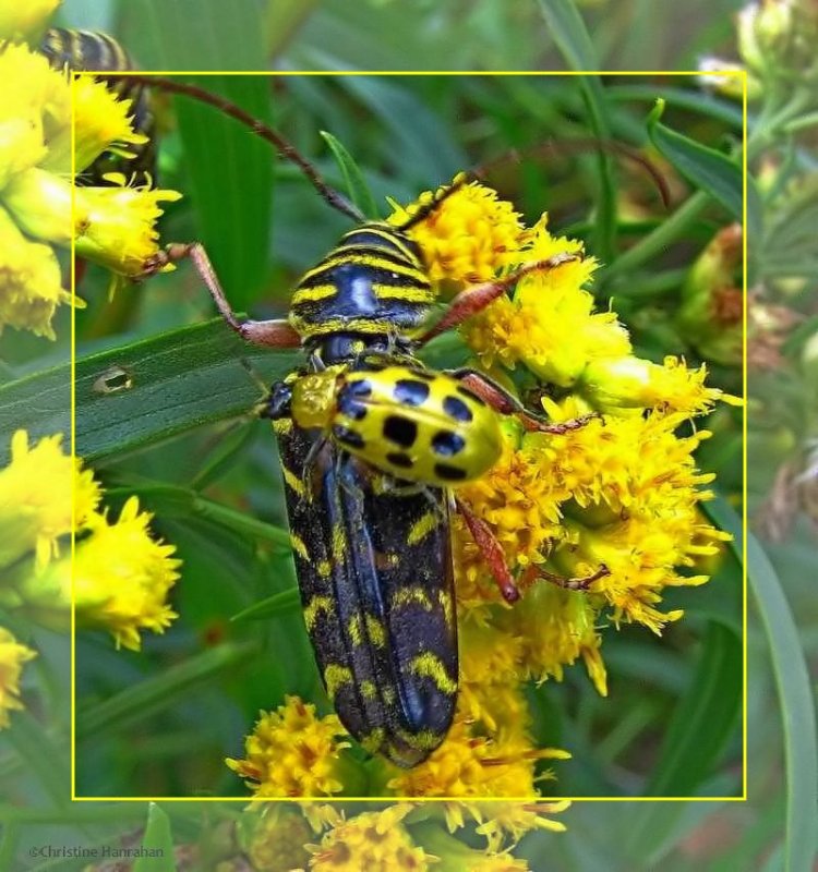 Locust borer beetle and spotted cucumber beetle