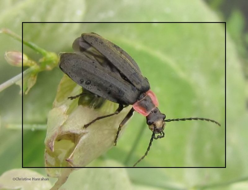 Soldier beetle (Podabrus tricostatus)