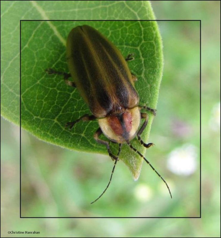 Firefly (Photuris sp.)