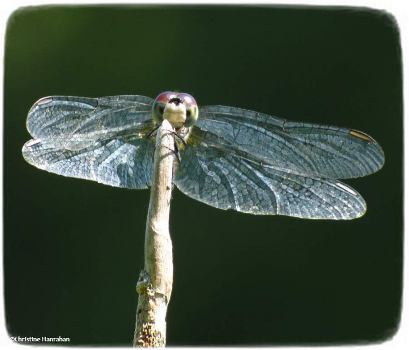 Blue dasher  (Pachydiplax longipennis)