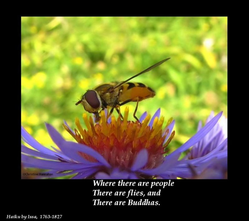 Haiku #2: Flies and people