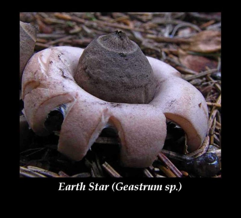 Earth star (Geastrum sp.)