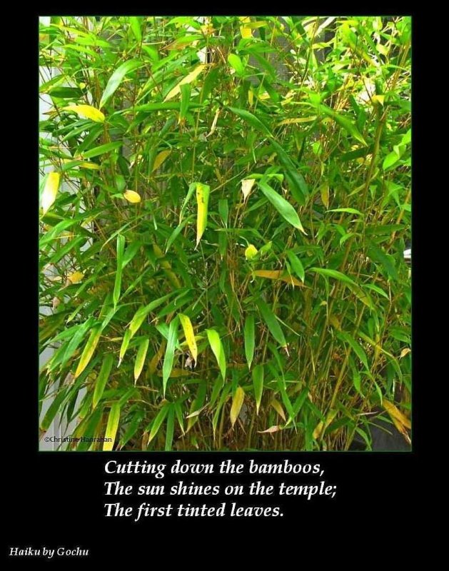 Haiku #3: Cutting down the bamboo