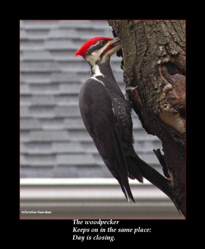 Haiku #6: The woodpecker...