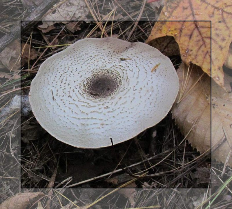 Mushroom, possibly a Lepiota species.