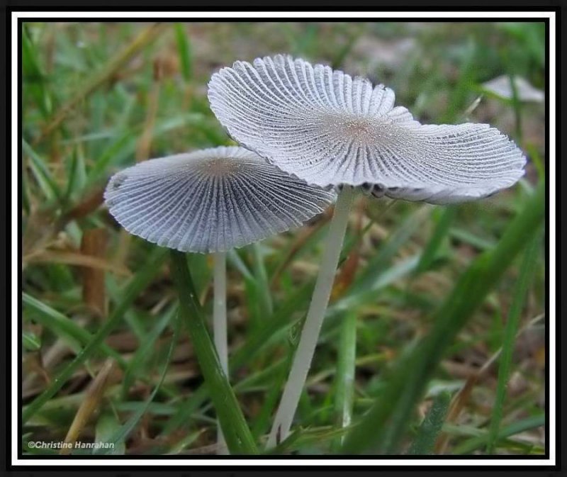 Japanese umbrella (Coprinus)