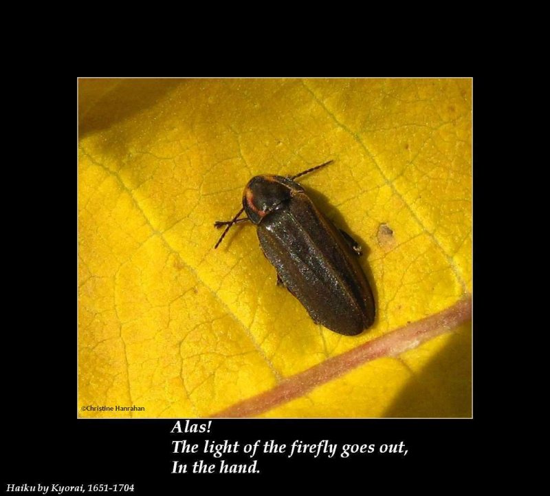 Haiku #9: The light of the firefly