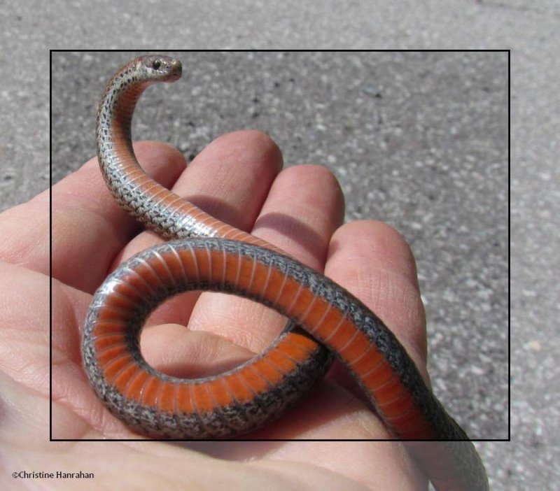 Red-bellied snake
