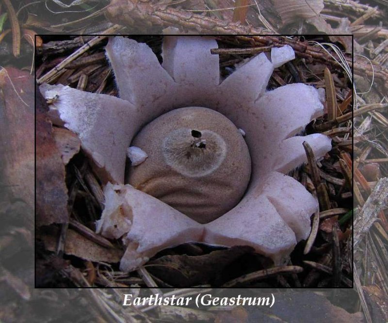 Earthstar (Geastrum sp.)