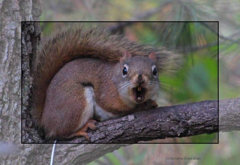 Not so happy red squirrel!