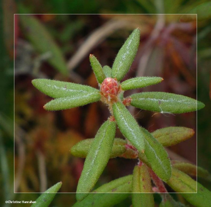 Labrador tea (Rhododendron groenlandicum)