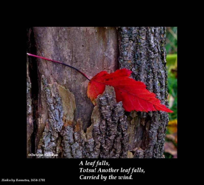 Haiku # 14: A leaf falls