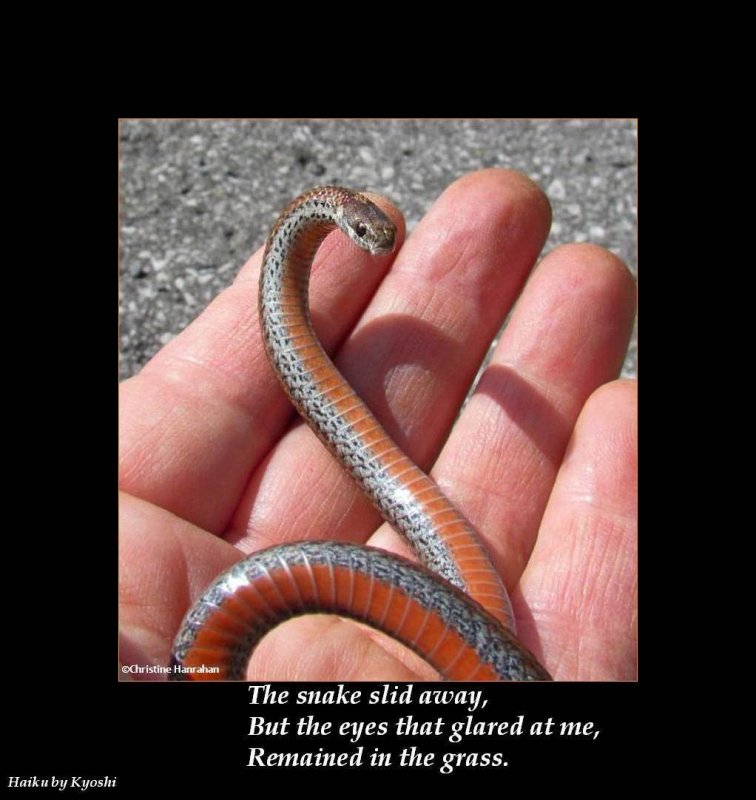 Haiku #15: The snake slid away