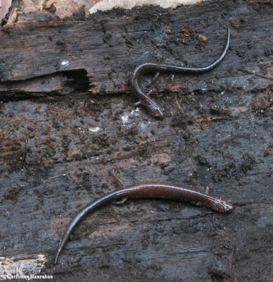 Eastern red-back salamanders (Plethodon cinereus