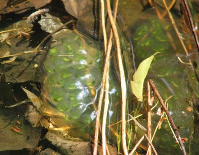 Salamander eggs