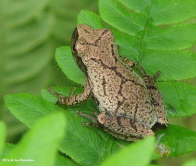 Spring peeper (Hyla crucifer)