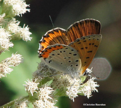 Gossamer-wing butterflies: Coppers, Blues and Hairstreaks (Lycaenidae)