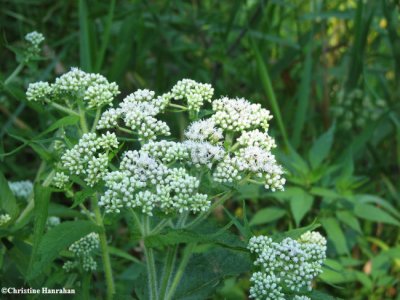 Boneset (<em>Eupatorium perfoliatum</em>)