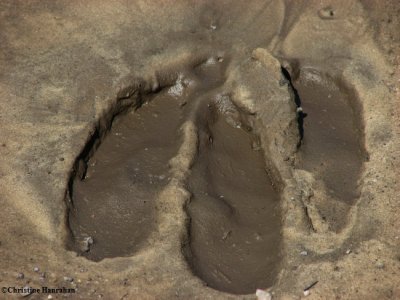 Moose (Alces alces) track in mud