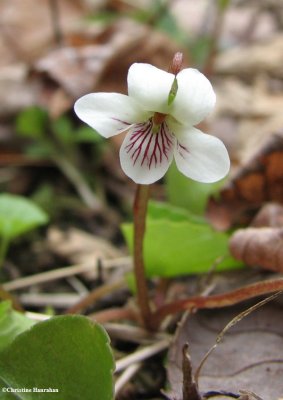 Violets (Viola)