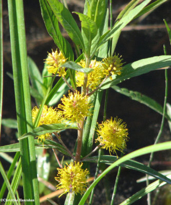 Tufted loosestrife (<em>Lysimachia thyrsiflora</em>)
