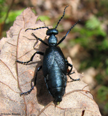 Blister beetle (<em>Meloe</em> sp.)