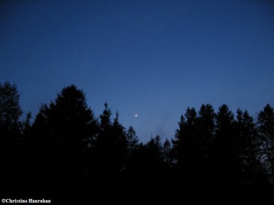 New moon over the forest