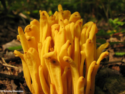 Fungi of Larose Forest