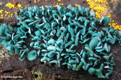 Blue Stain Fungus (Chlorociboria aeruginascens)