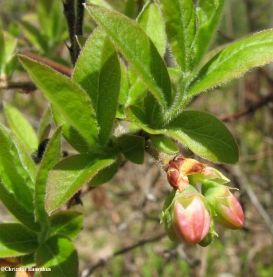 Blueberry (<em>Vaccinium myrtilloides</em>)