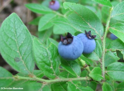 Blueberry (<em>Vaccinium</em> sp.) fruit